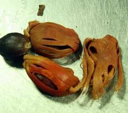 Side Effects Of Nutmeg
